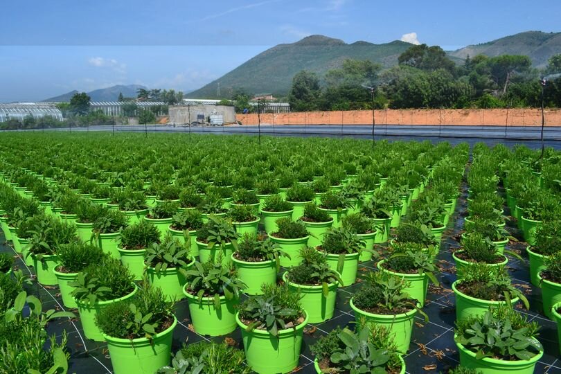 CIA Savona: &ldquo;Sostegno ai floricoltori per affrontare i cambiamenti climatici e il mercato di vendita&rdquo;