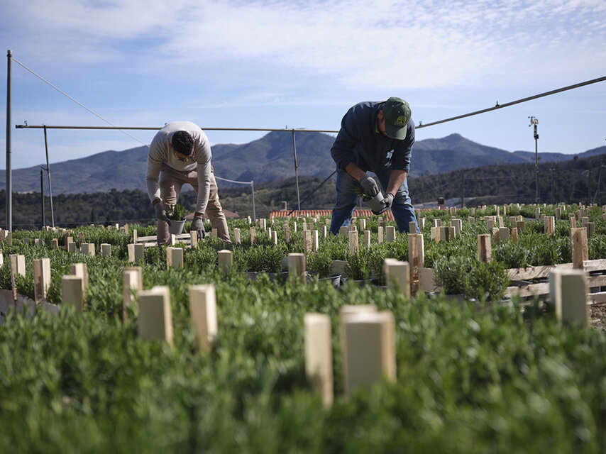Cia Savona precisa sui dati dell&rsquo;occupazione nel settore agricolo: numeri stabili e impegno sulla sicurezza