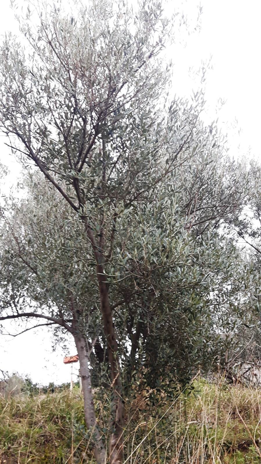 Un nuovo "marchio" per le olive del levante savonese