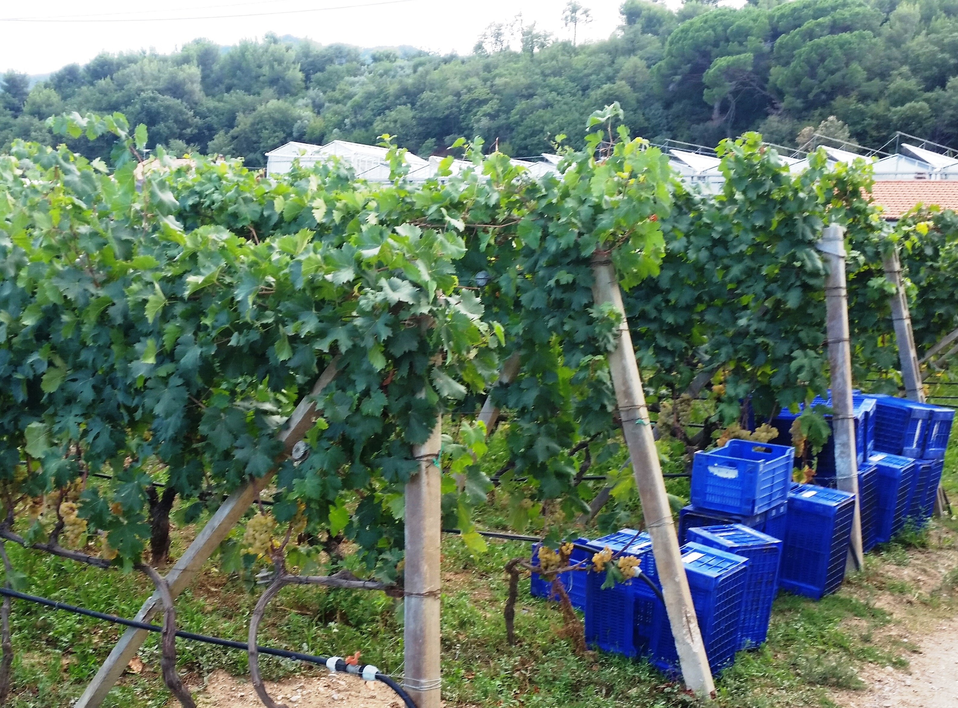 CIA Savona: pi&ugrave; spazi per nuovi vigneti, tutelare DOC e IGT