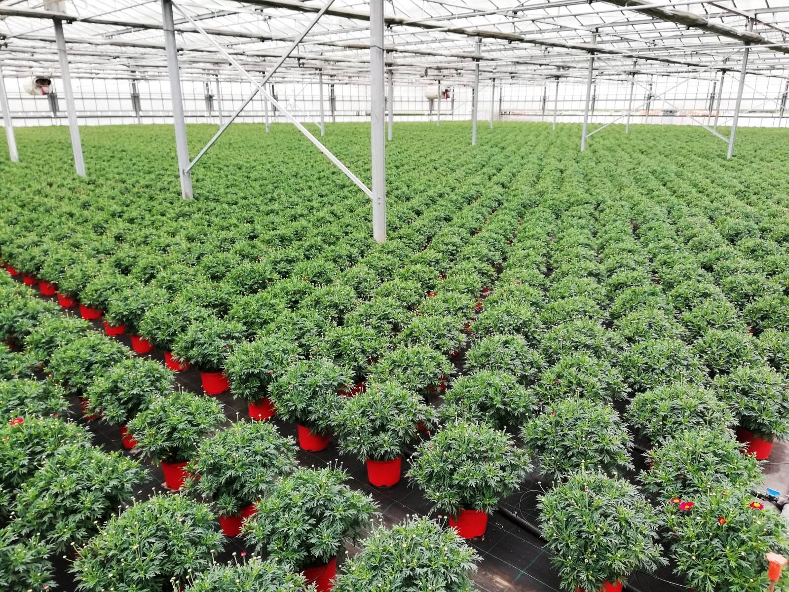 CIA Savona: &ldquo;Aziende floricole in prima linea nella riconversione green&rdquo;