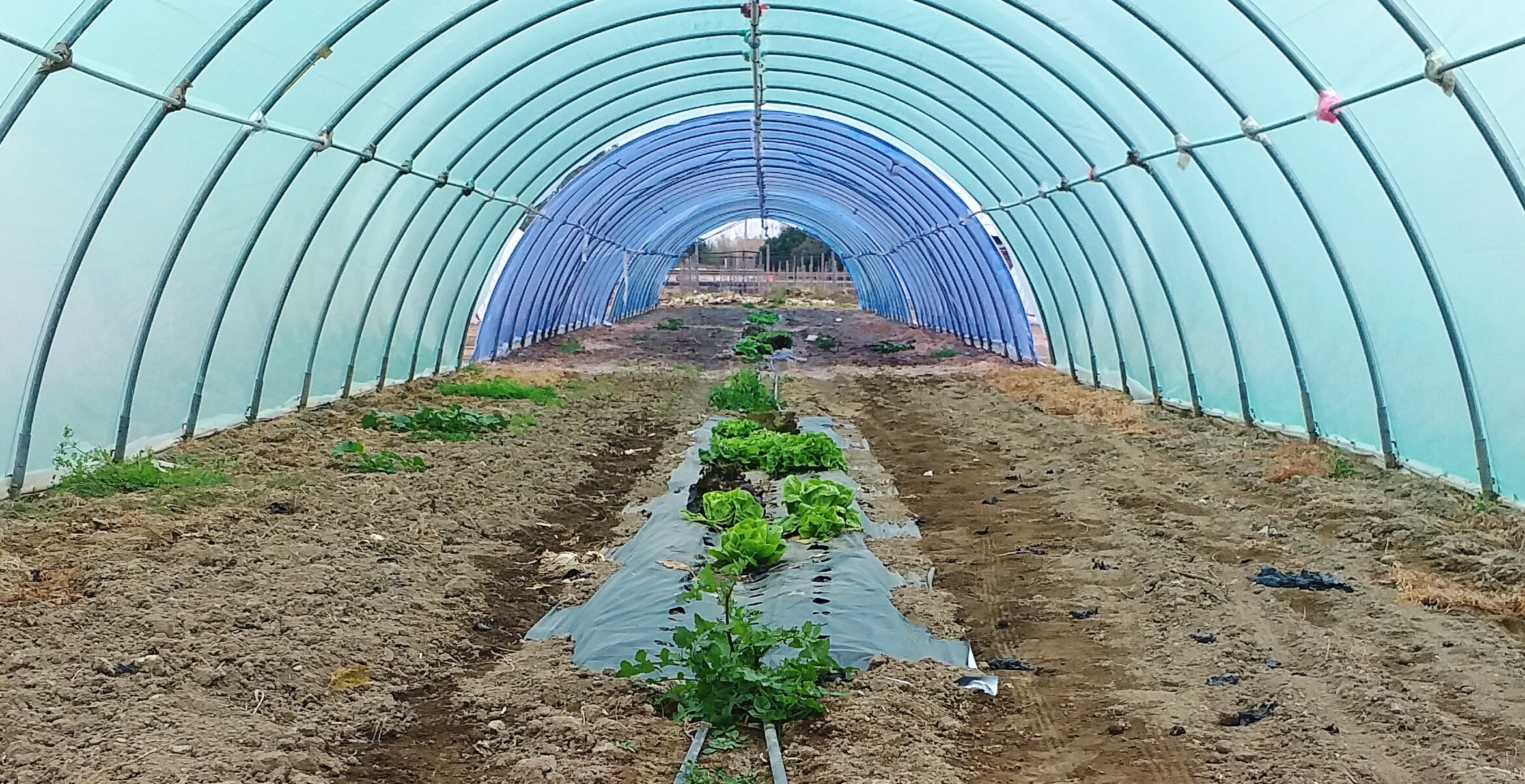 Caro energia, CIA Savona: al via le domande per il sostegno ai floricoltori