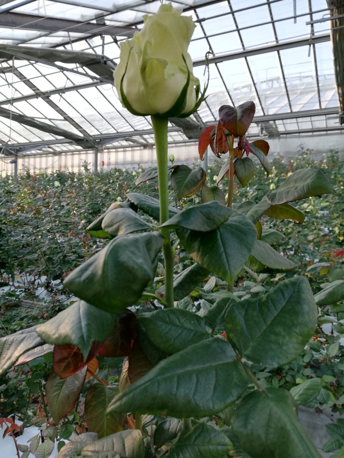 Genetica e nuove tecnologie, ecco il comitato scientifico dei Florovivaisti Italiani-Cia