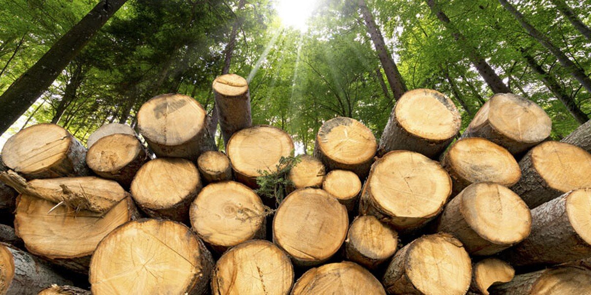 Decreto legname, CIA Savona delusa: &ldquo;Provvedimento con effetti limitati&rdquo;