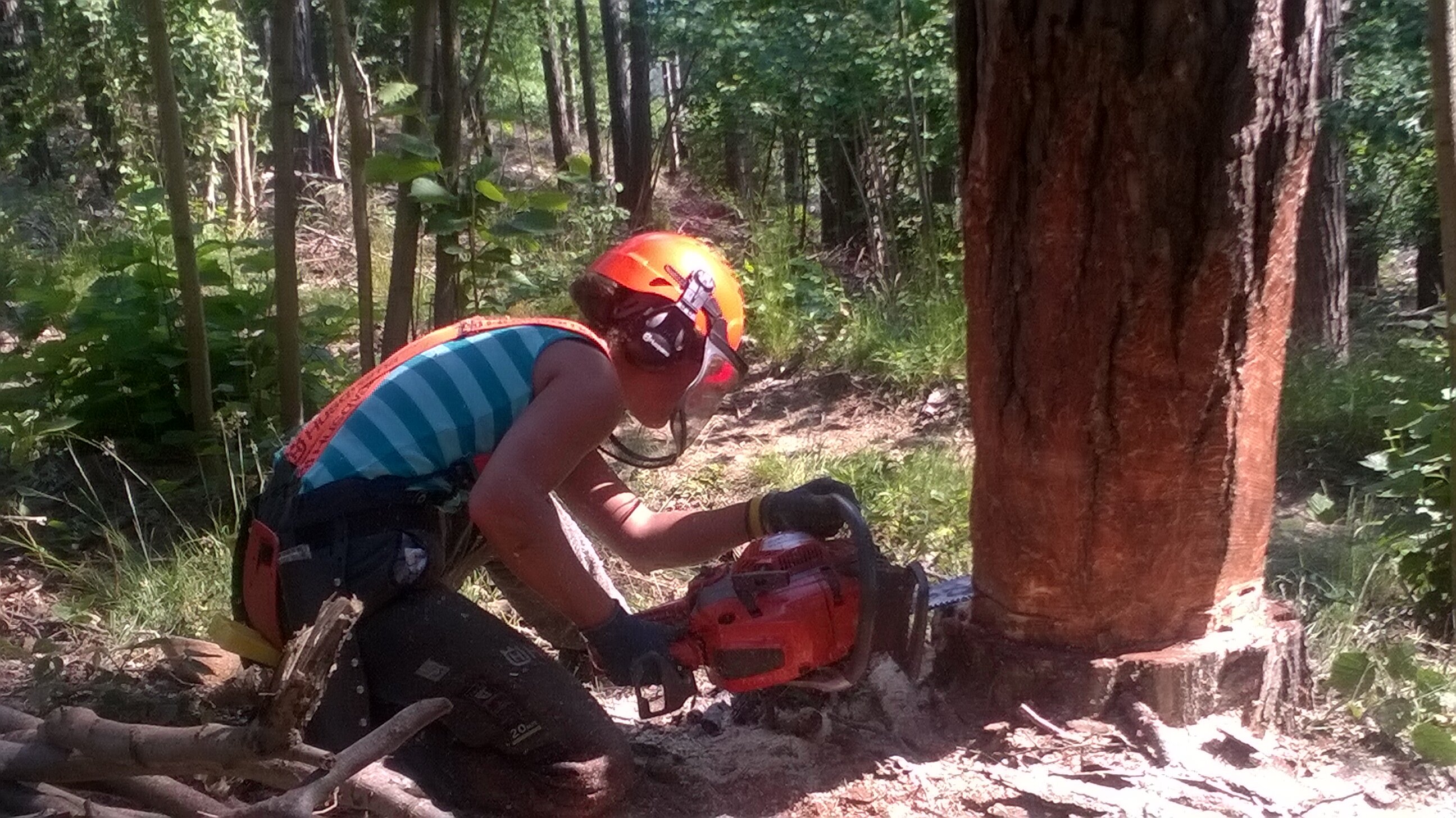 AIEL e CONABIO scrivono al Presidente del Consiglio per azioni di sostegno al settore forestale