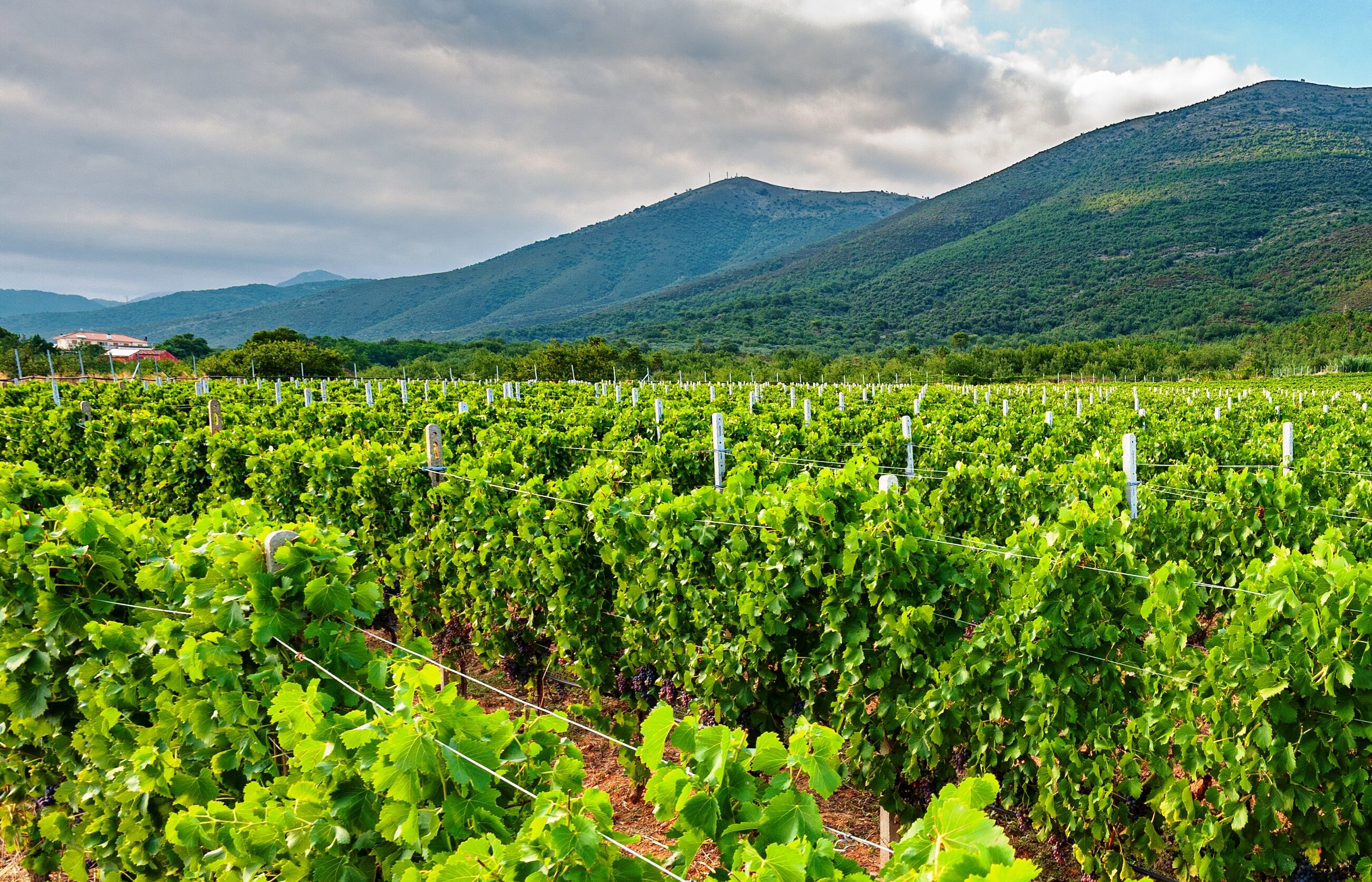 Cia Savona, raddoppio autorizzazioni per nuovi vigneti: &ldquo;Finalmente accolte le richieste di aziende e produttori&rdquo;