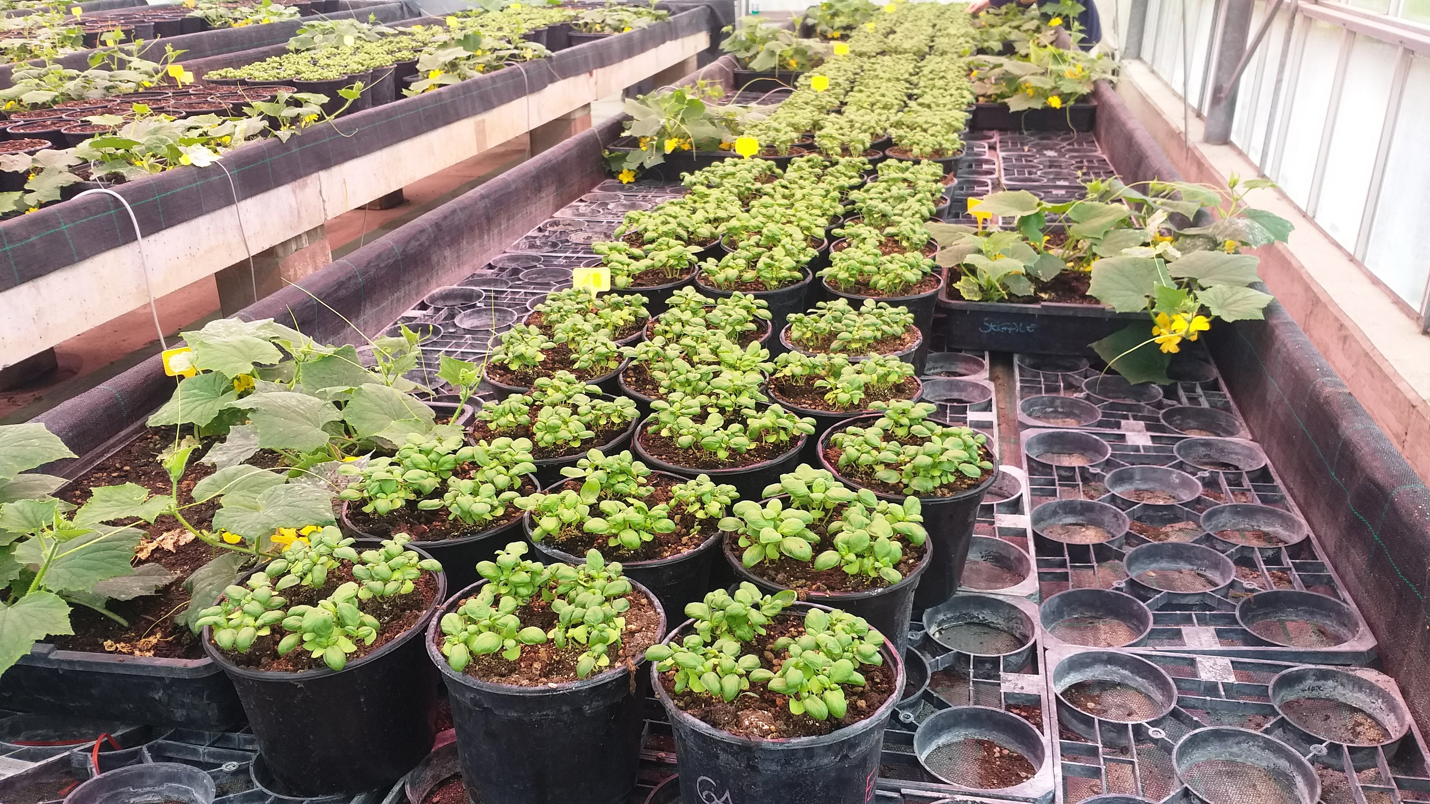 Florovivaismo, rinnovo sospensione contributo ambientale per i vasi in plastica