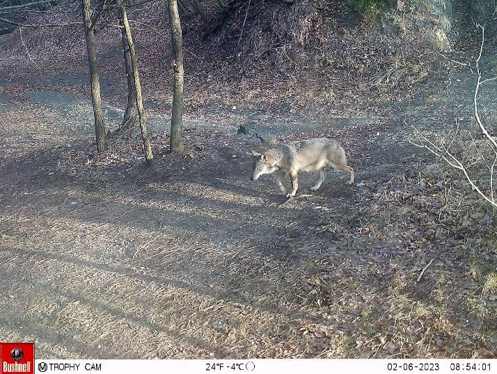 Lupi nel savonese, sul Beigua 5.300 osservazioni in 12 anni