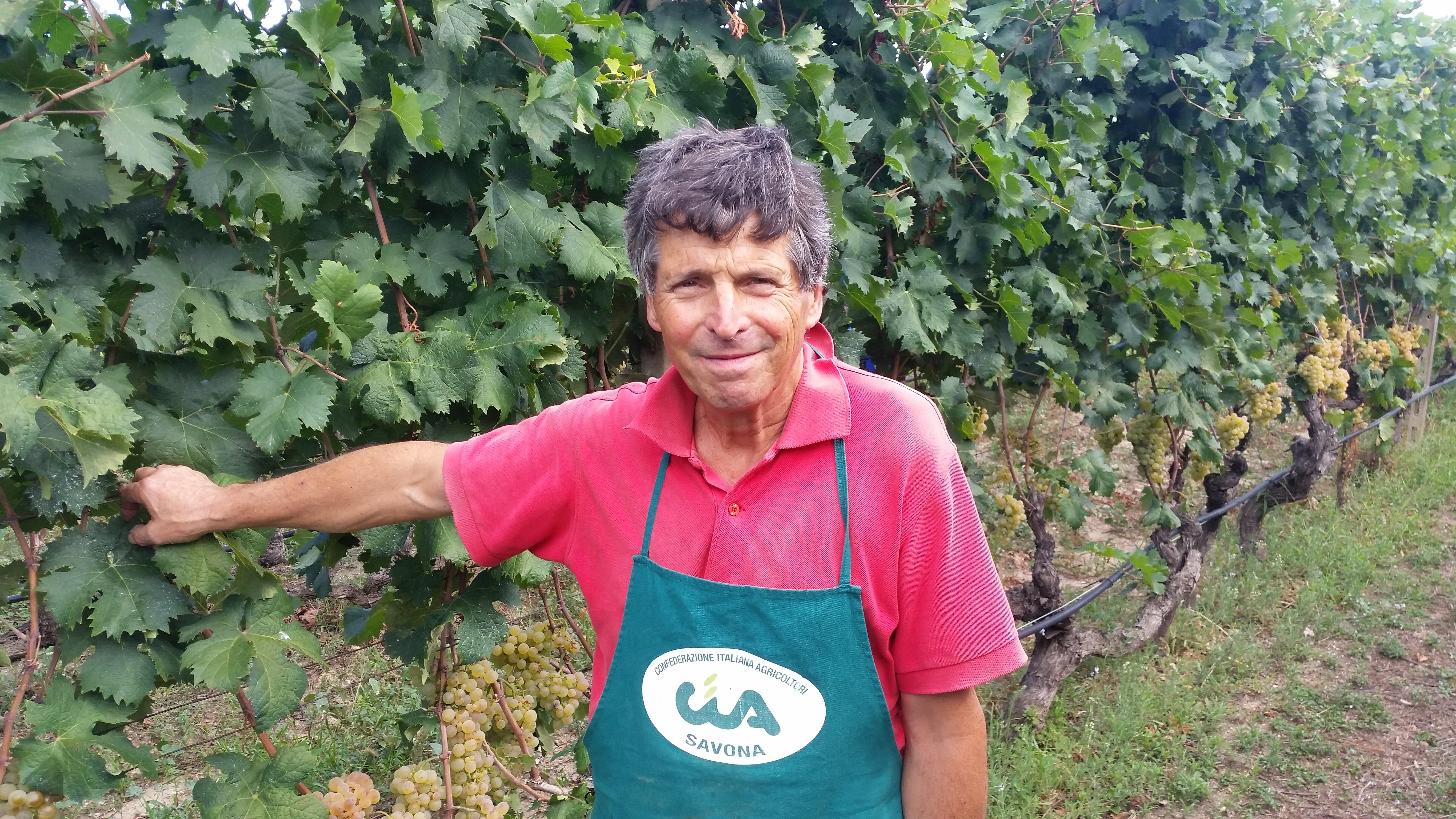 Sostegno alla viticoltura savonese, tutelare Dop e Igp