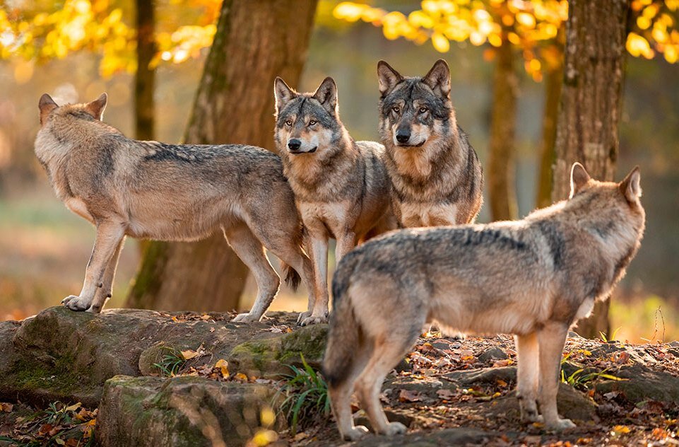 CIA Savona: lupi e fauna selvatica mettono a rischio la sopravvivenza delle aziende