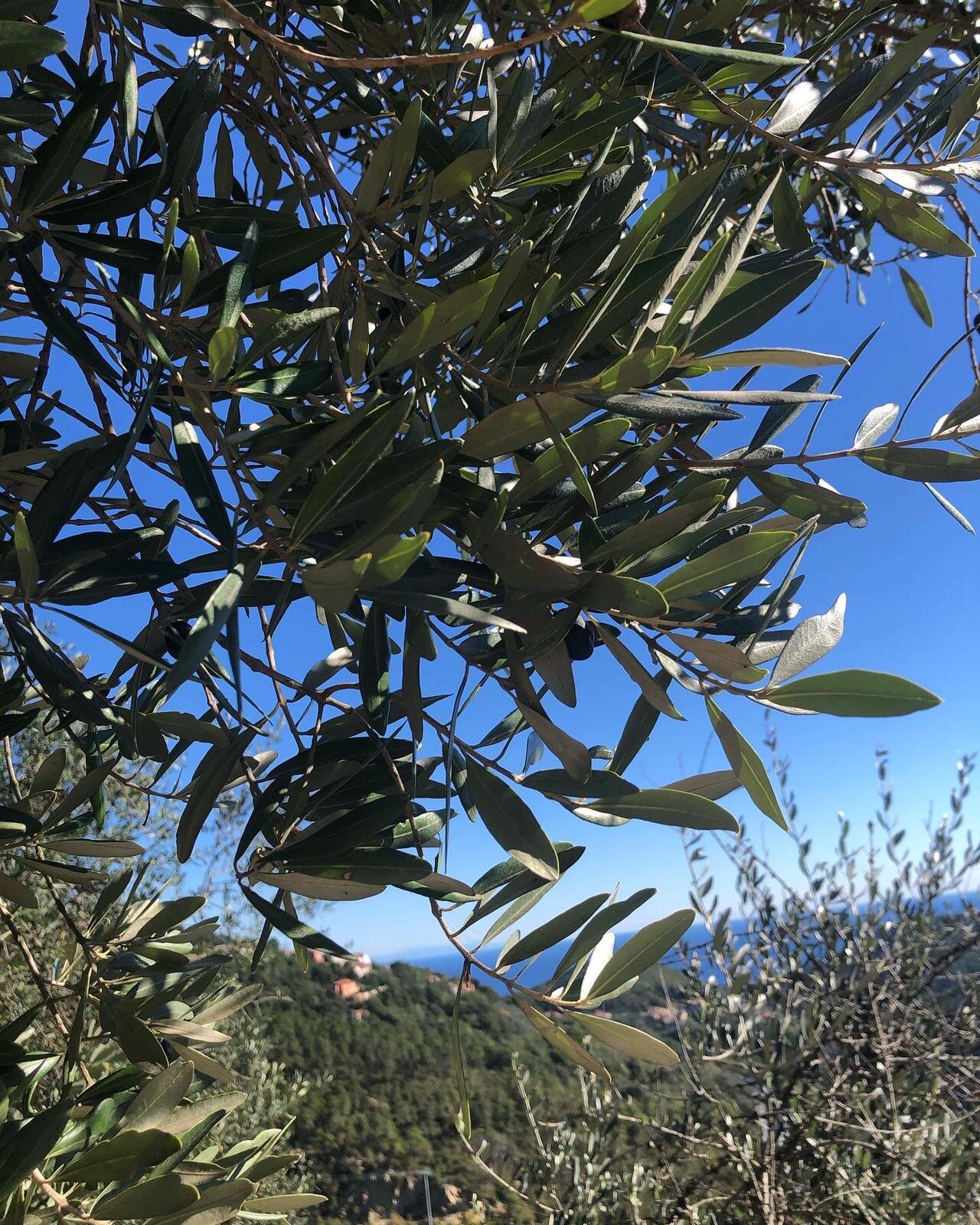 Nuove applicazioni nella lotta alla mosca dell'olio, evento dimostrativo del Cersaa