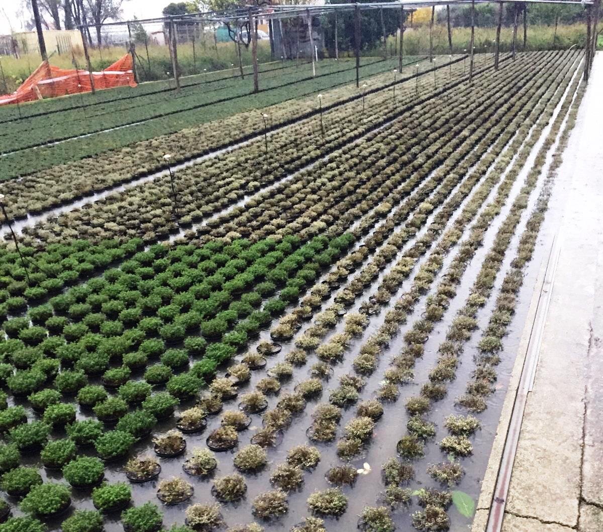 Allerta rossa, devastazione nelle aziende agricole: danni spaventosi