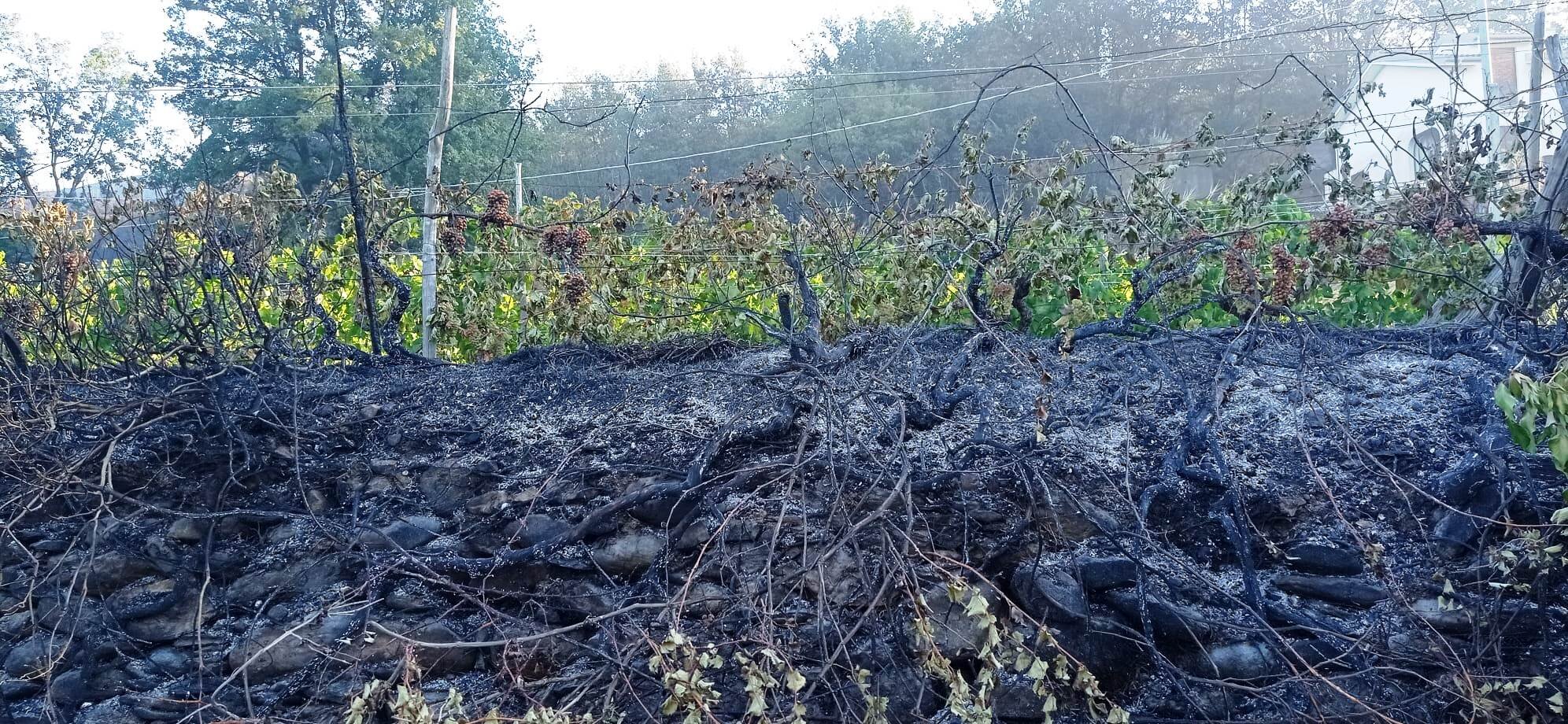 Incendio, CIA Savona: &ldquo;Distrutti interi vigneti, uliveti e frutteti&rdquo;