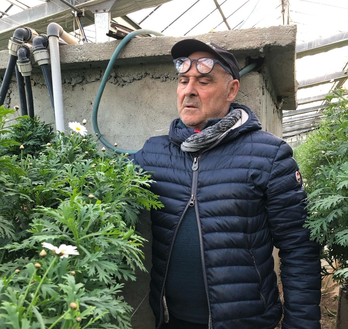 Floricoltura di precisione e innovazione di prodotto, ecco le margherite &ldquo;fuori suolo&rdquo;