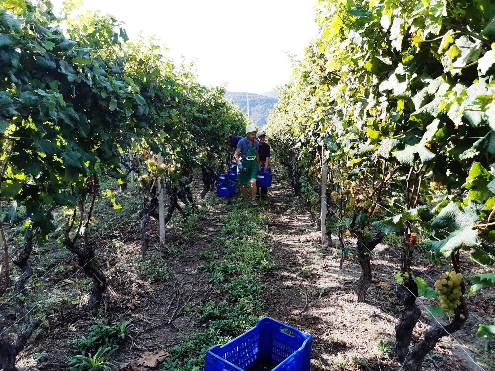 Grido di allarme all&rsquo;assessore Piana dai produttori vitivinicoli
