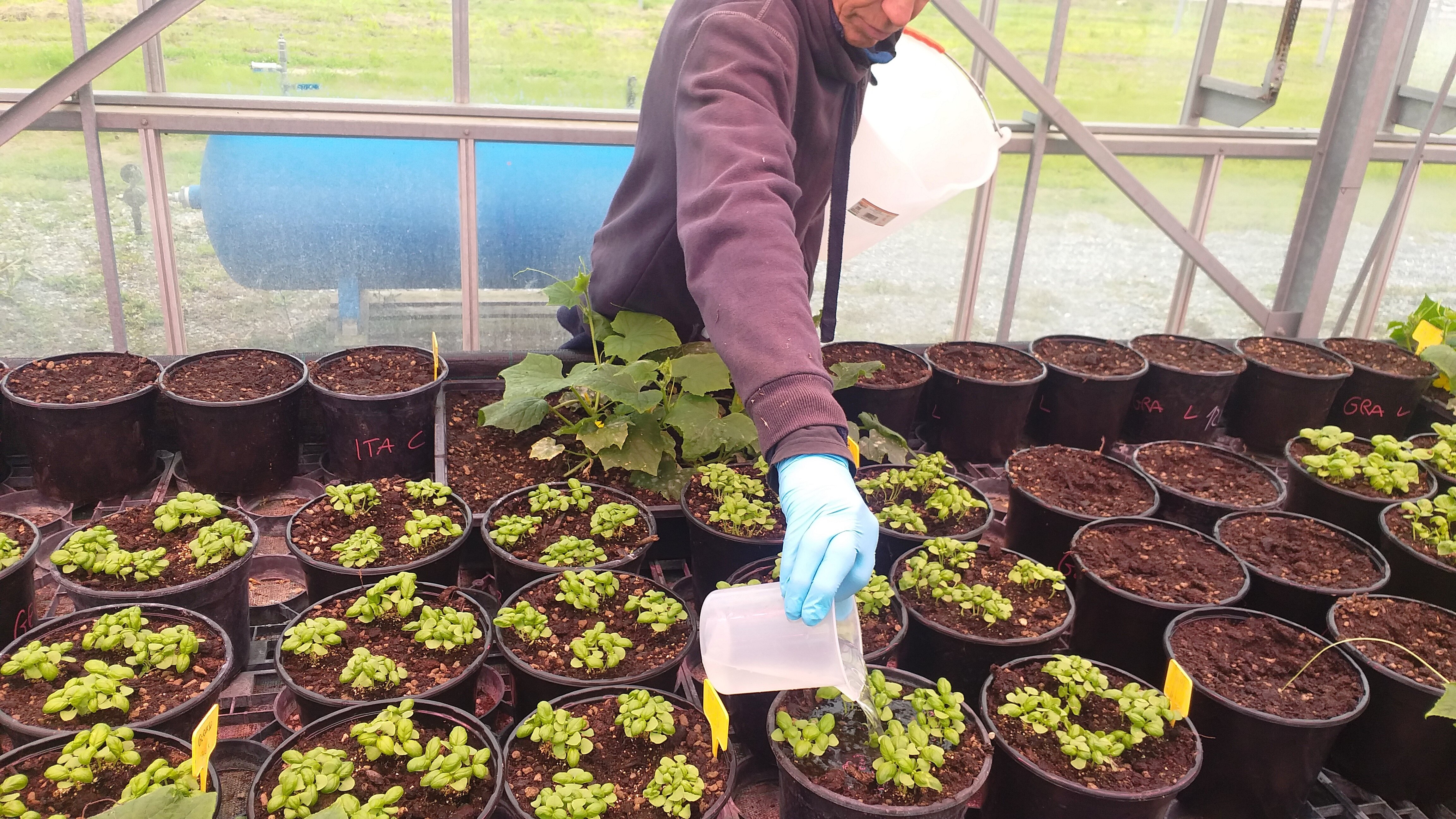 Cersaa, nuovi vasi compost per le produzioni della piana albenganese