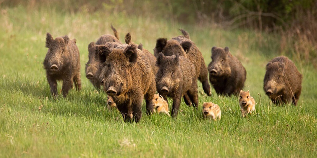 Peste suina, Cia: "Servono provvedimenti e azioni concrete"