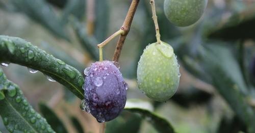 Igp olive taggiasche, via libera dal Ministero. Cia: "Importante traguardo"