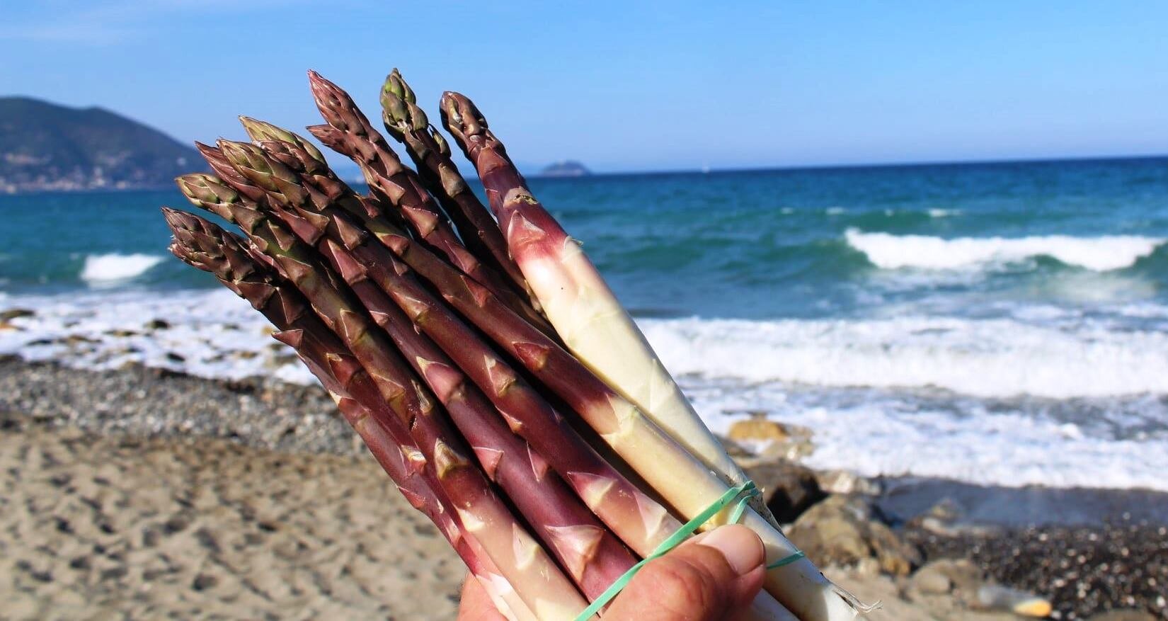 "Maggio mese dell'Asparago Violetto d'Albenga", la rassegna sull'eccellenza agroalimentare