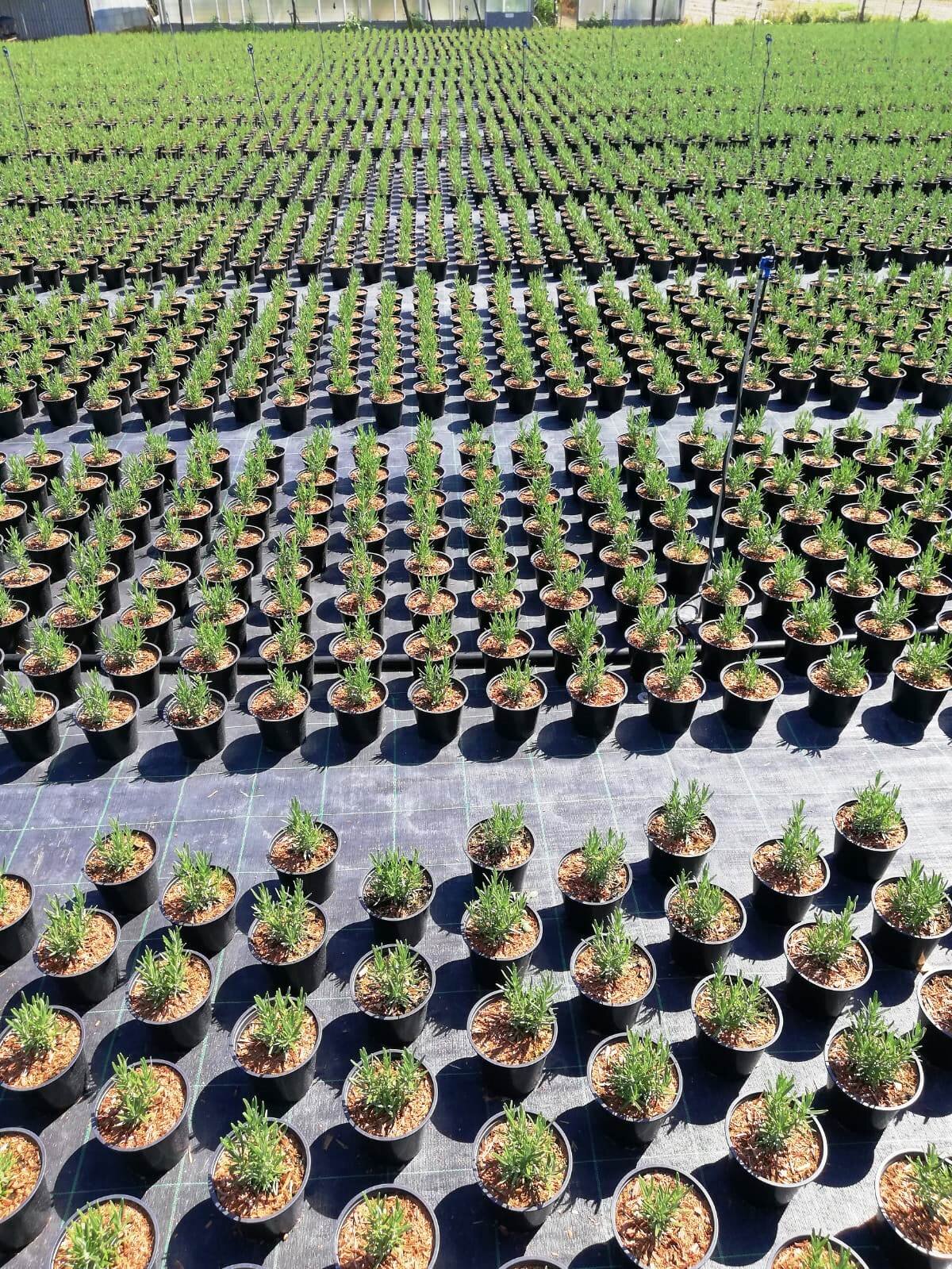 Cia, finalmente via libera alla legge sul florovivaismo: "Ora nuova stagione per il settore"