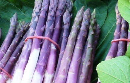 La filiera dell'asparago violetto &egrave; realt&agrave;
