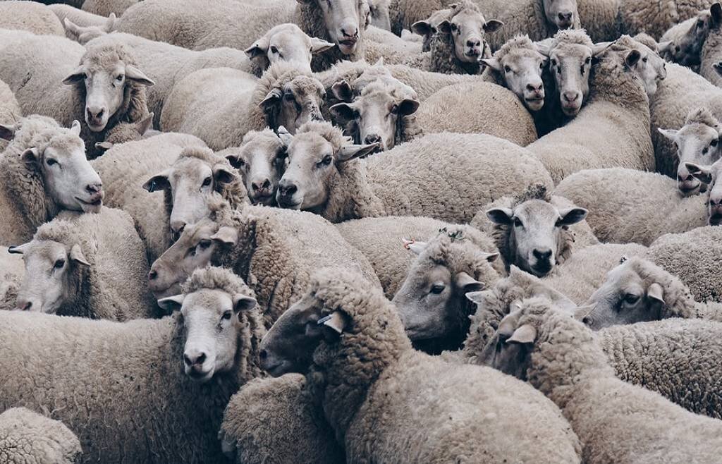 Nuovo virus, rischi per allevamenti e bestiame: Cia Liguria scrive alla Regione