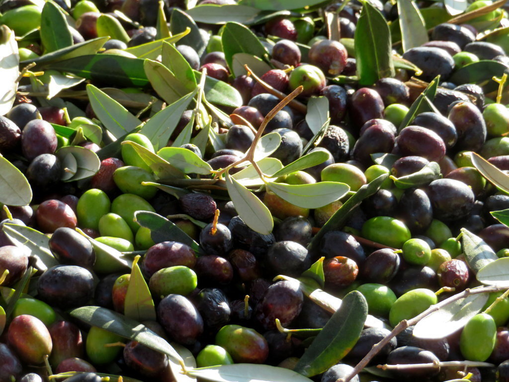 Psr: via libera al bando da 4,5mln per zootecnica e olivicoltura