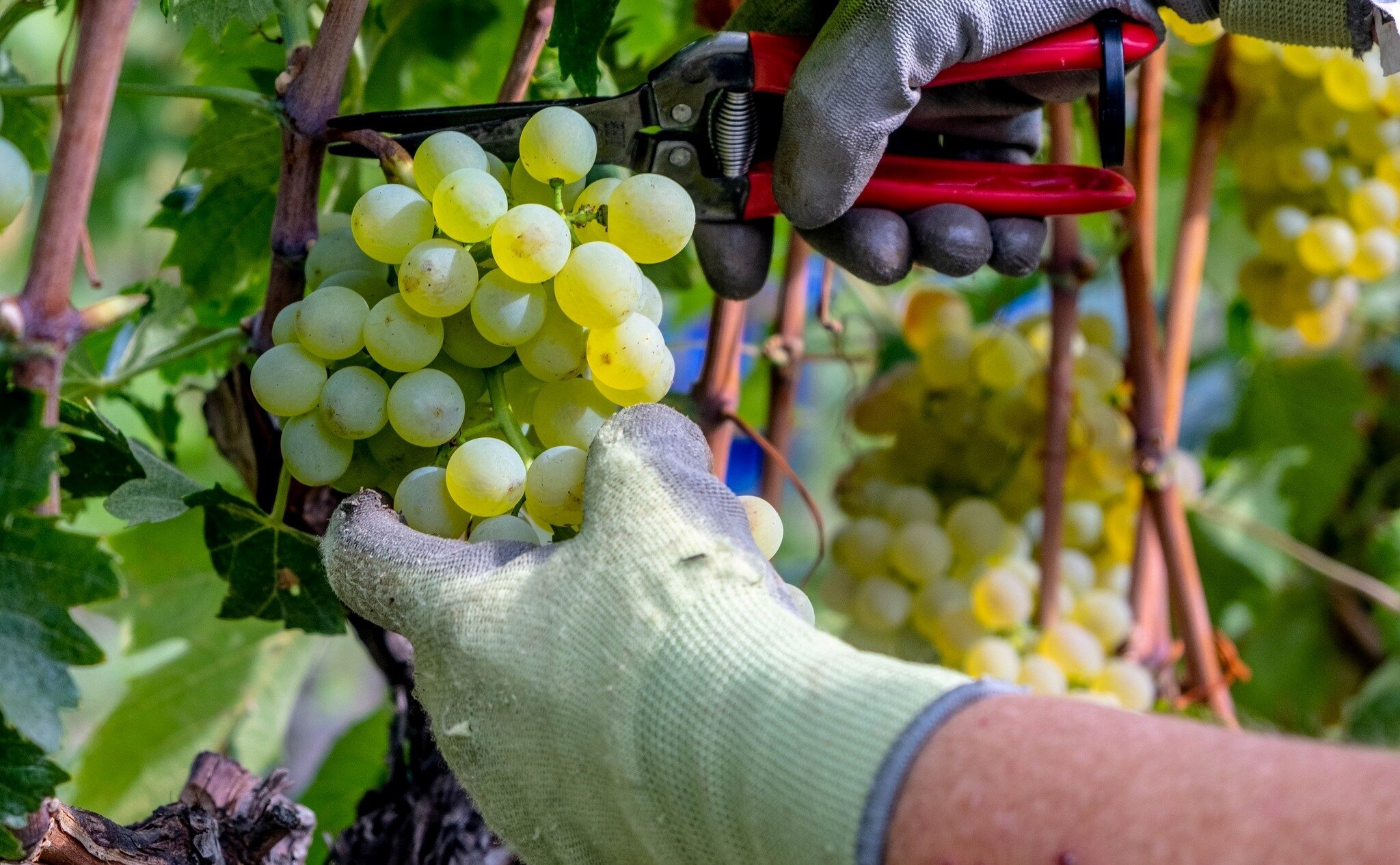 Vendemmia 2022: &ldquo;Le nostre uve pi&ugrave; forti della siccit&agrave; e della crisi"