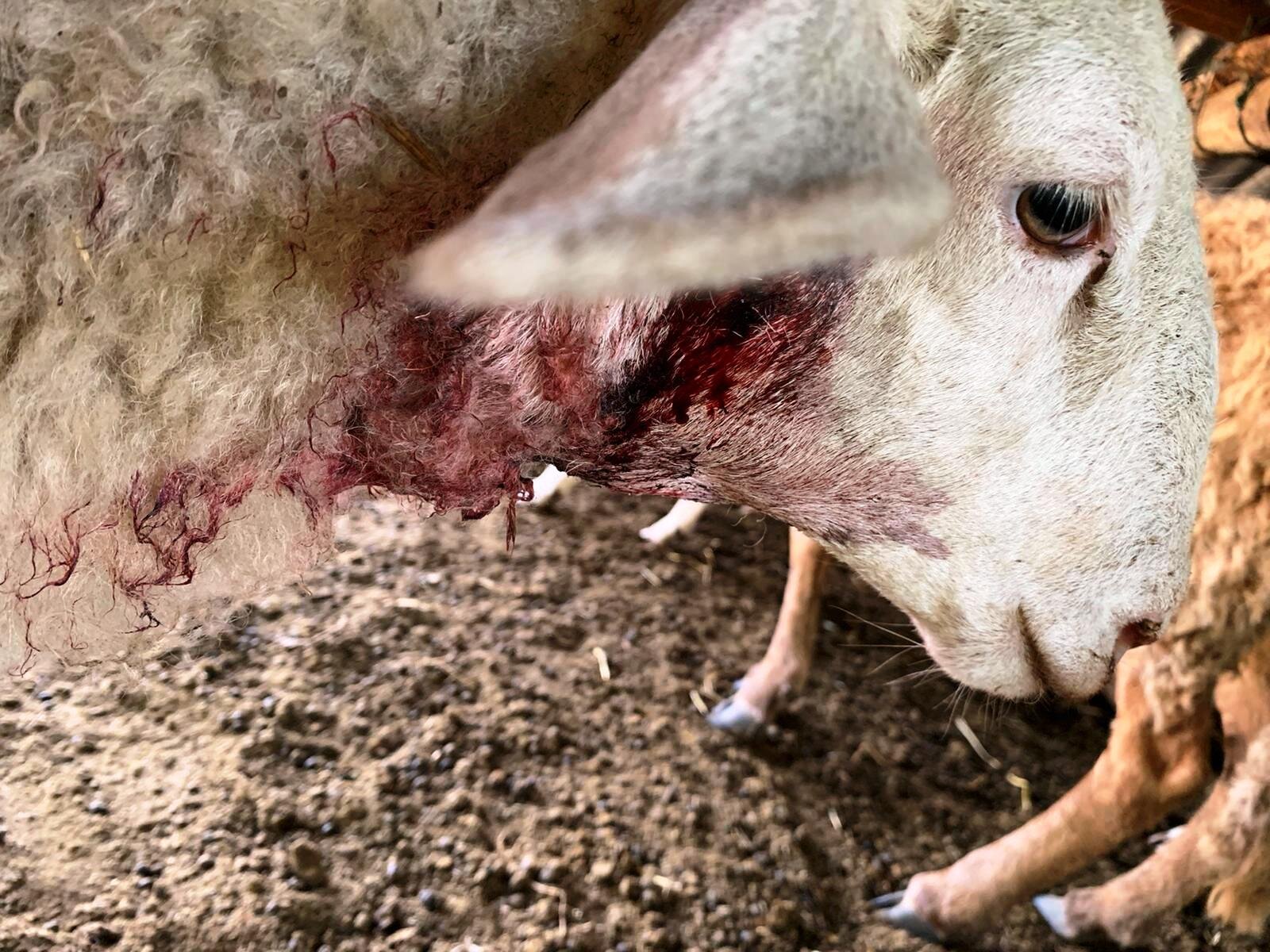 Nella morsa di cinghiali e lupi: &ldquo;Danni e perdite che pesano sui bilanci delle aziende agricole&rdquo;