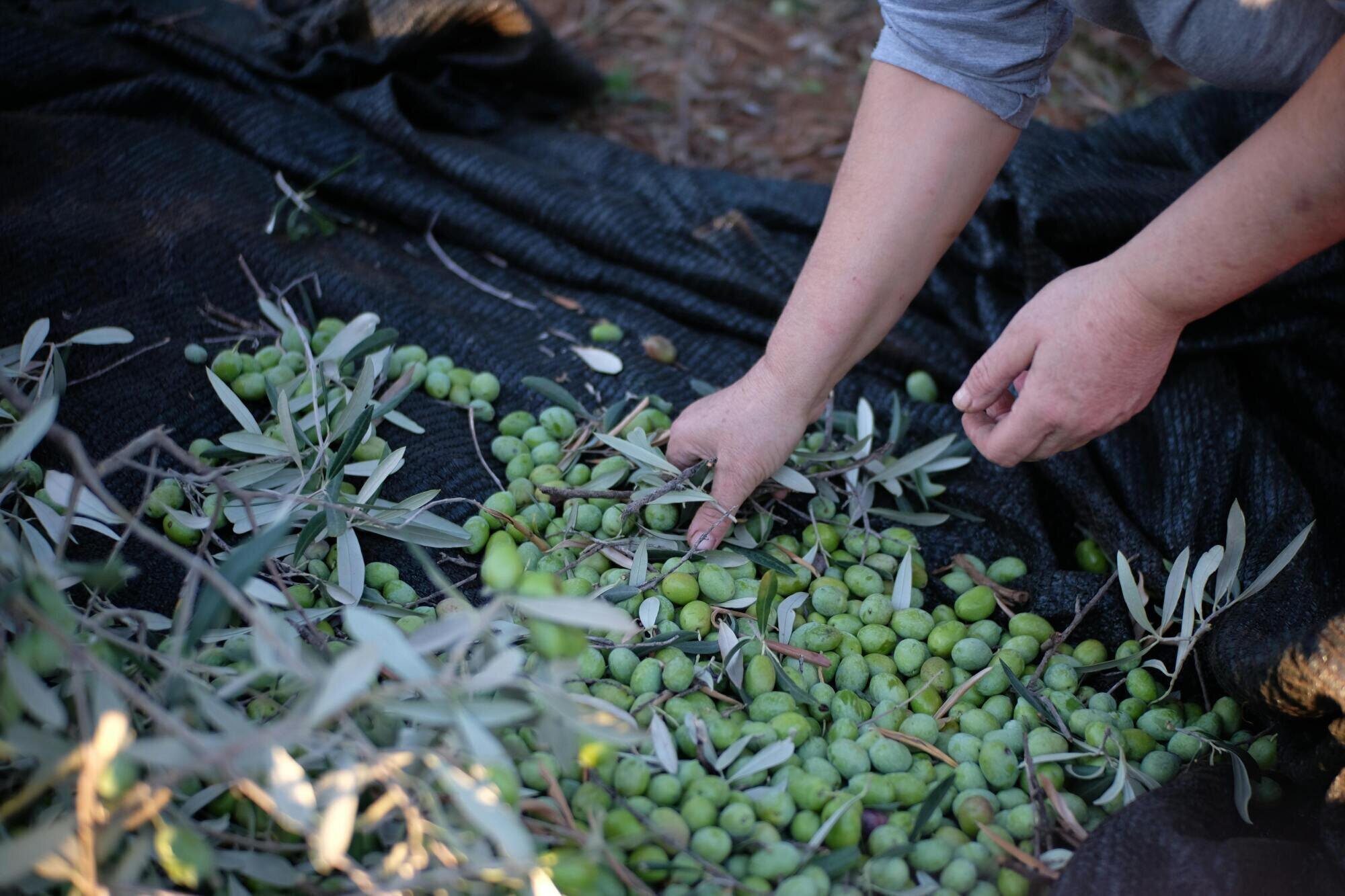 Olive taggiasche, il riconoscimento IGP e le nuove prospettive per il settore
