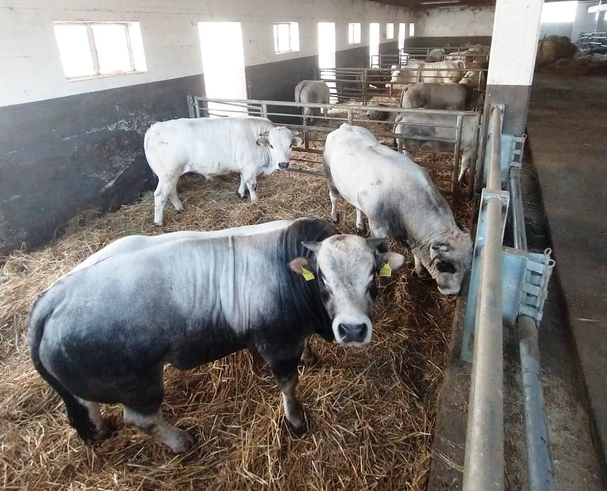 Corsi obbligatori per gli allevatori e apicoltori Corsi obbligatori per gli allevatori e apicoltori