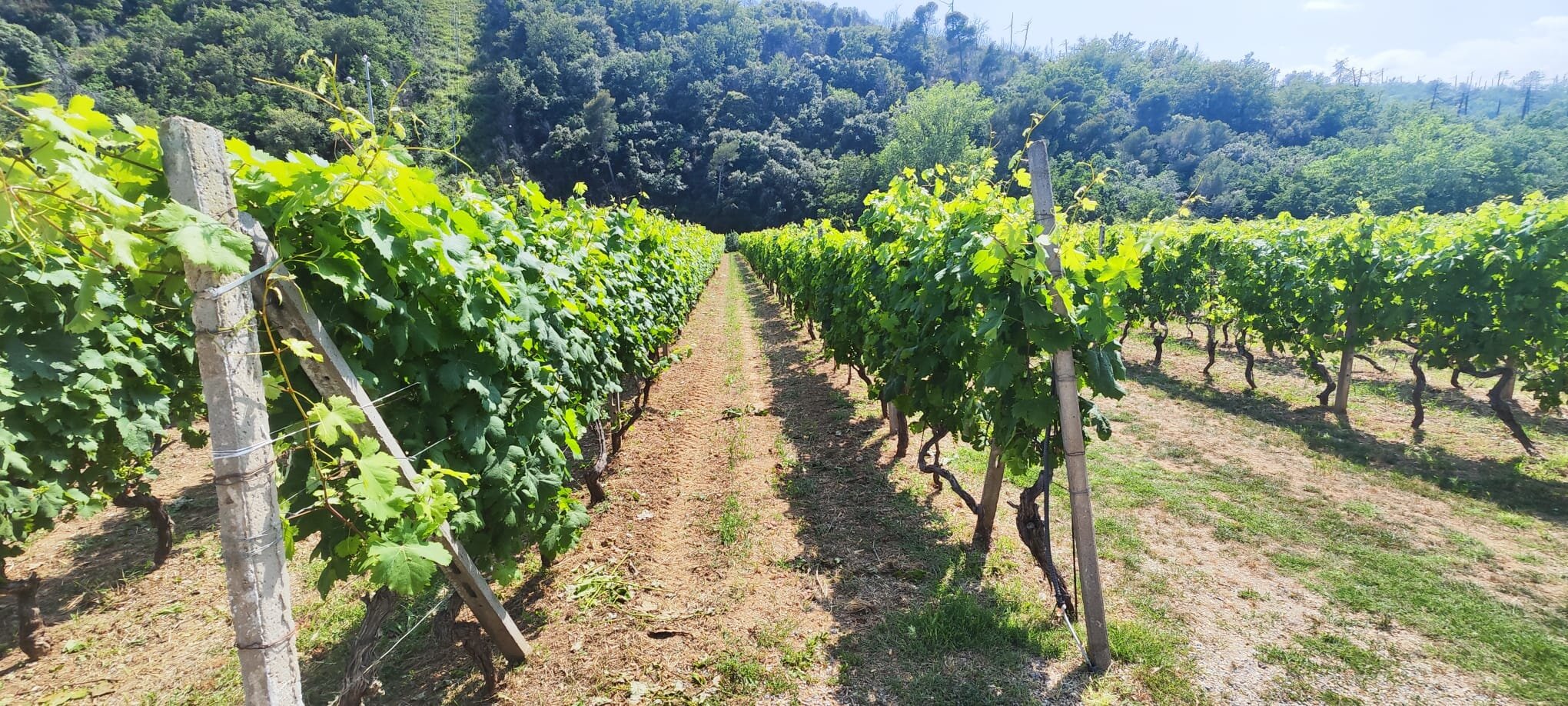 Ritardi nei pagamenti, Cia Liguria sollecita Regione e Agea