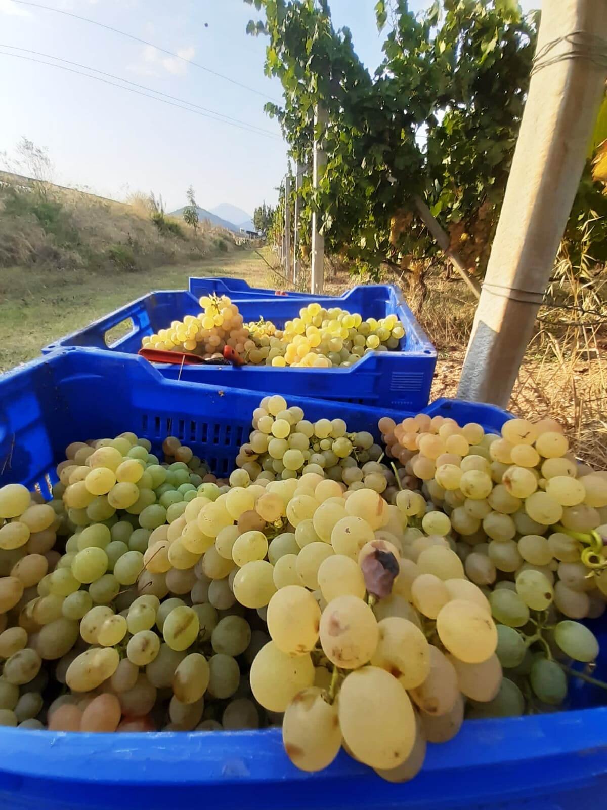 Vendemmia 2020: "Aumento del 15% della produzione, bene export e vendite"