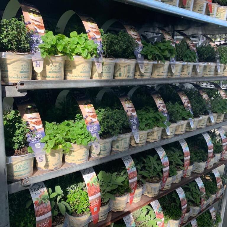 Florovivaismo, controlli fitosanitari e pratiche sleali: focus ad Albenga