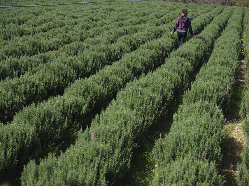 Cia Savona, piano per l&rsquo;agricoltura: &ldquo;Altri Comuni seguano l&rsquo;esempio di Albenga&rdquo;