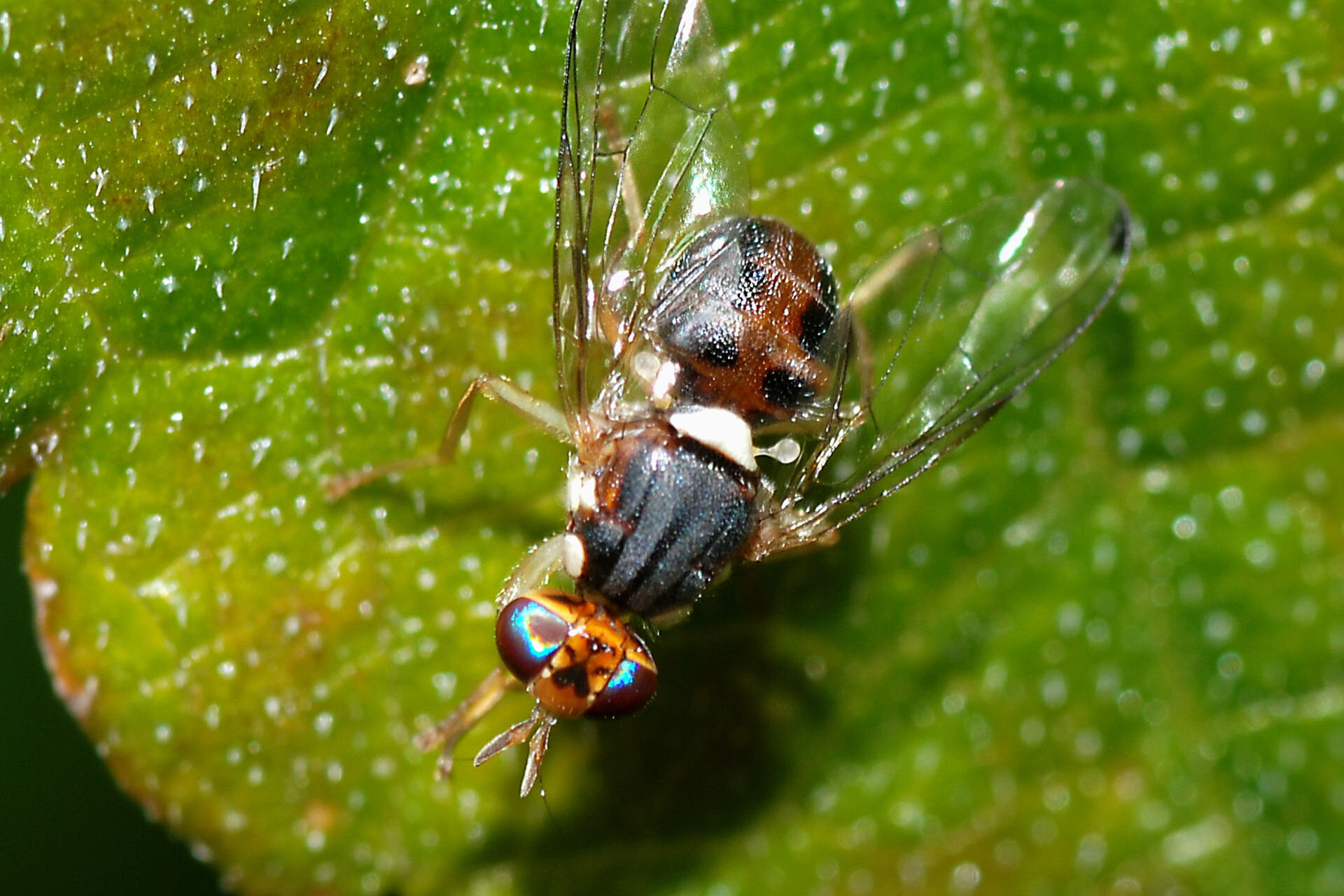Olivicoltura: strategie di difesa contro la mosca olearia