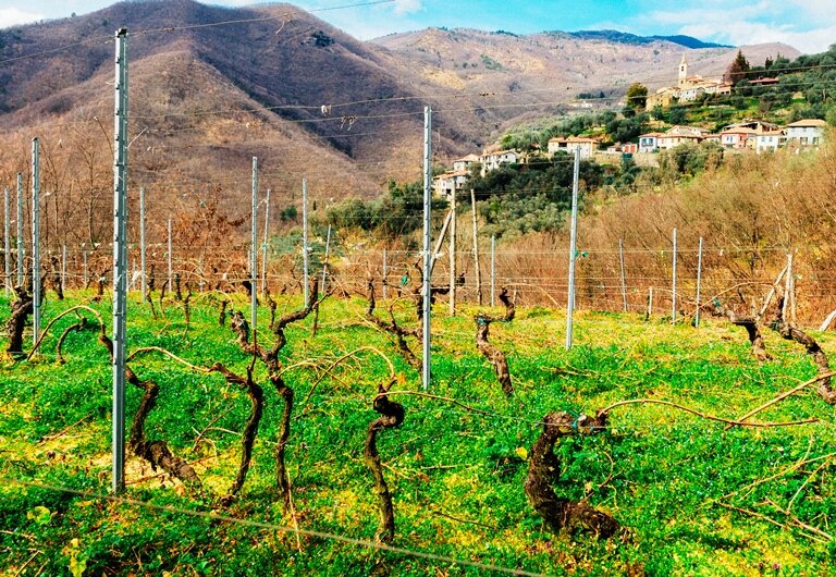 VIGNETI sotto attacco della malattia fungina, la peronospora: un mln di euro dal governo