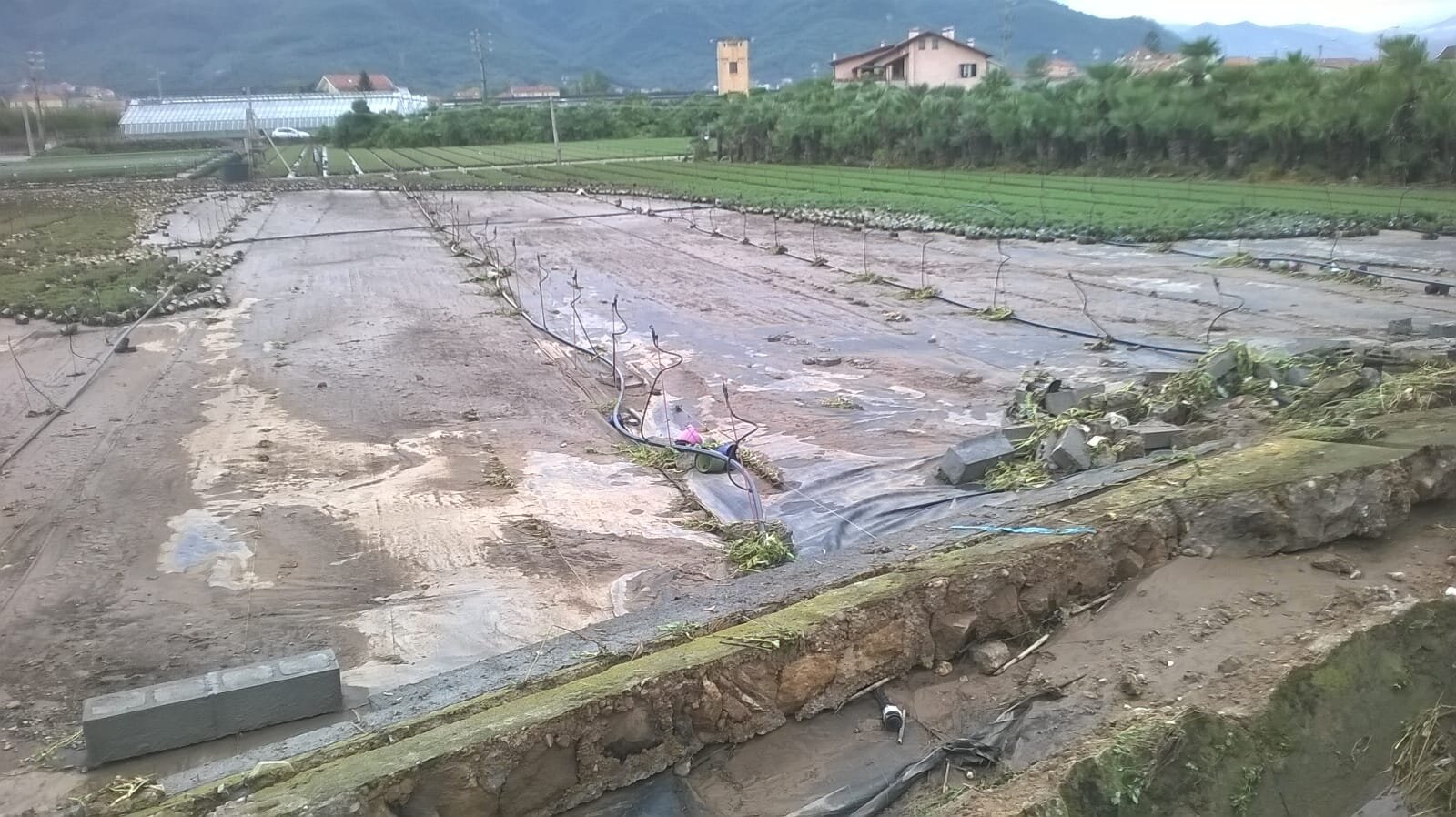 Maltempo, ancora danni per gli agricoltori della piana albenganese