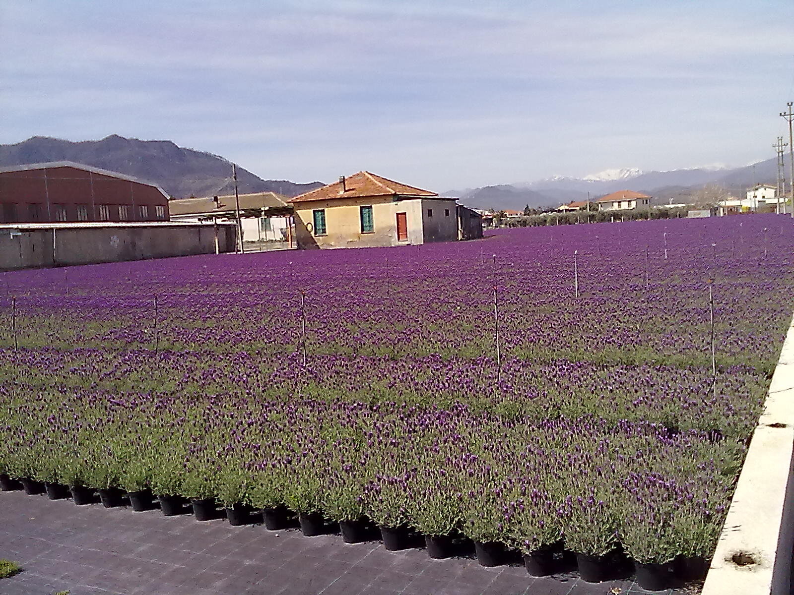 Nuova legge florovivaismo, sostegno all'agroalimentare e fondi per danni maltempo