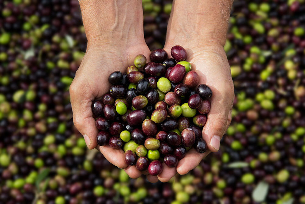 Al via la stagione delle olive in salamoia IGP