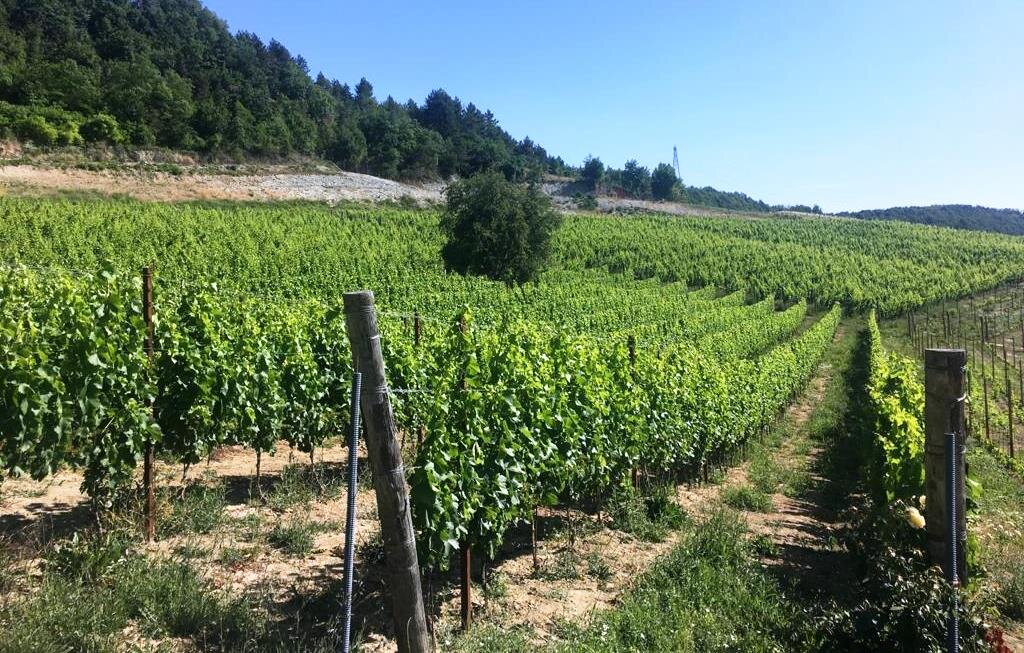 Viticoltori, forme e modalit&agrave; per l'assegnazione di nuovi vigneti