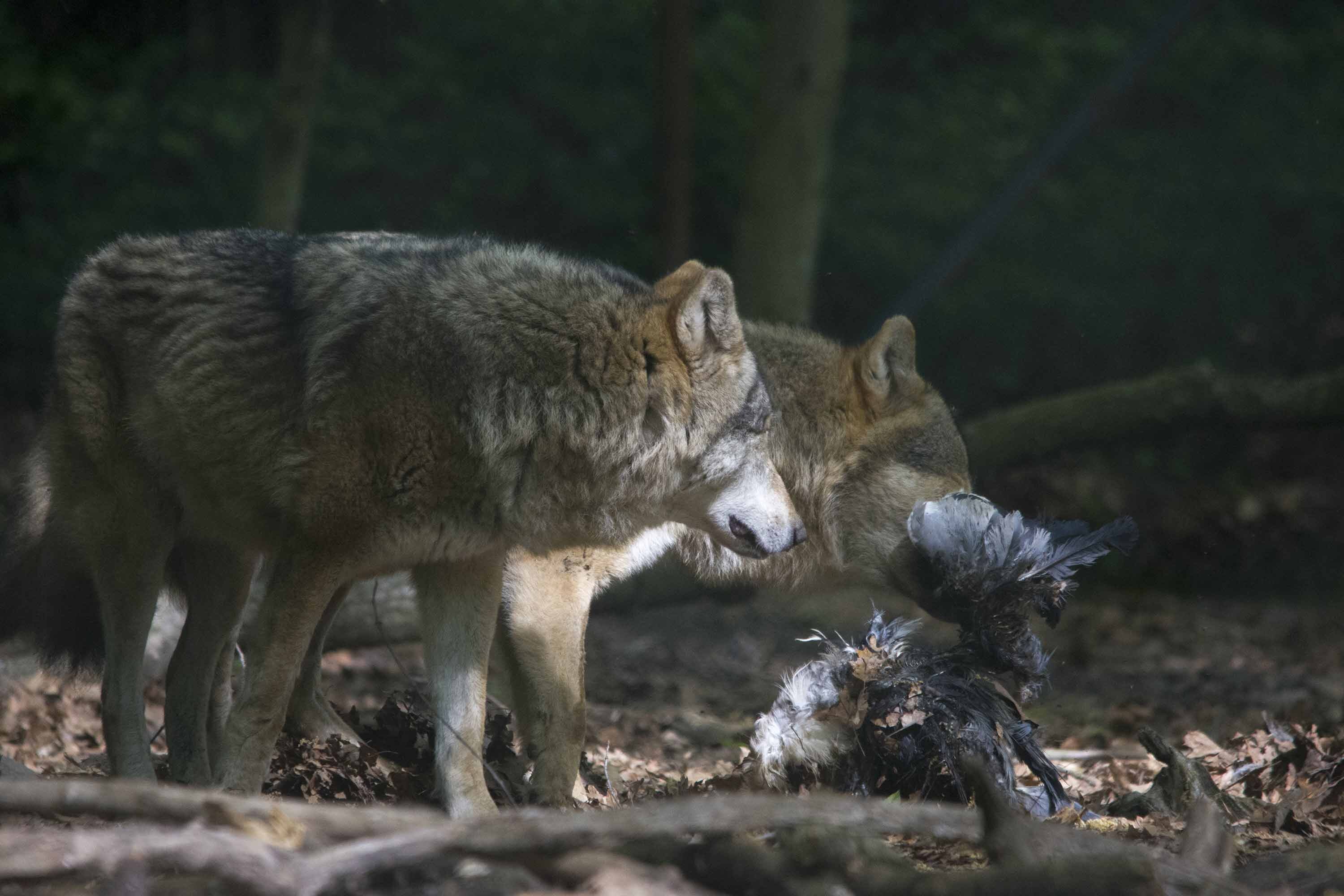 Emergenza lupi, escalation di predazioni. Cia alla Regione: "S&igrave; al prelievo in deroga"
