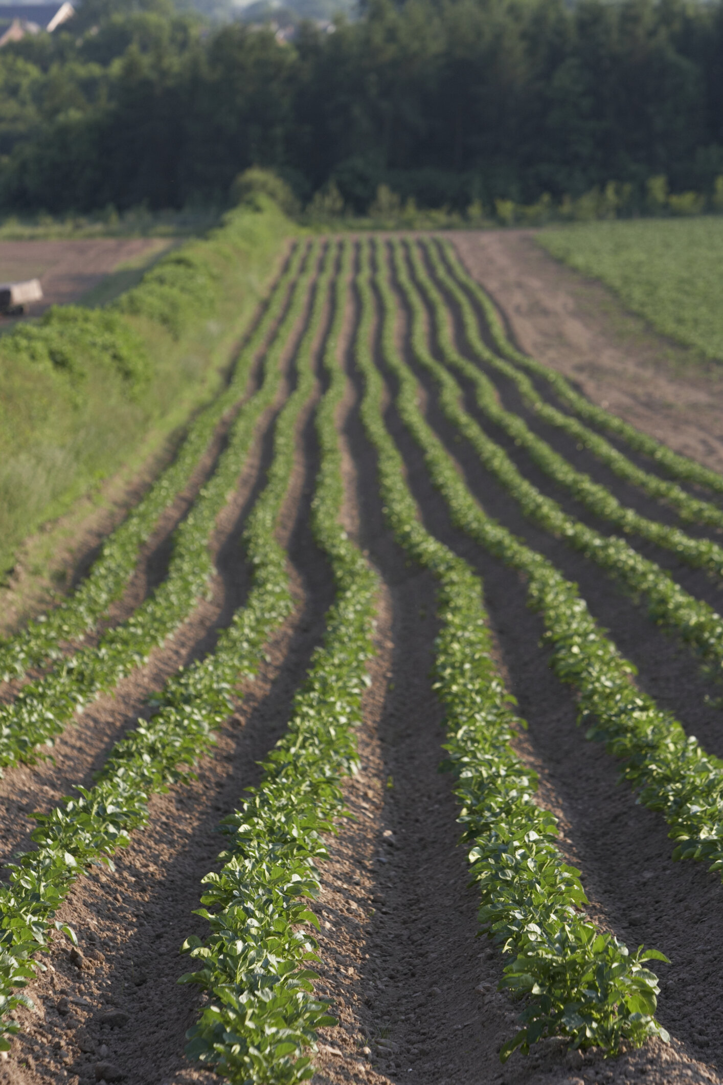 Recovery Plan, Cia: "Agricoltura alleata del ministero della Transizione ecologica"