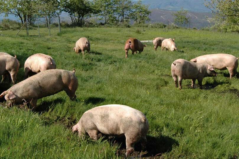 Peste suina: &ldquo;Oltre ai risarcimenti piano strutturale su abbattimenti e monitoraggio dei boschi&rdquo;