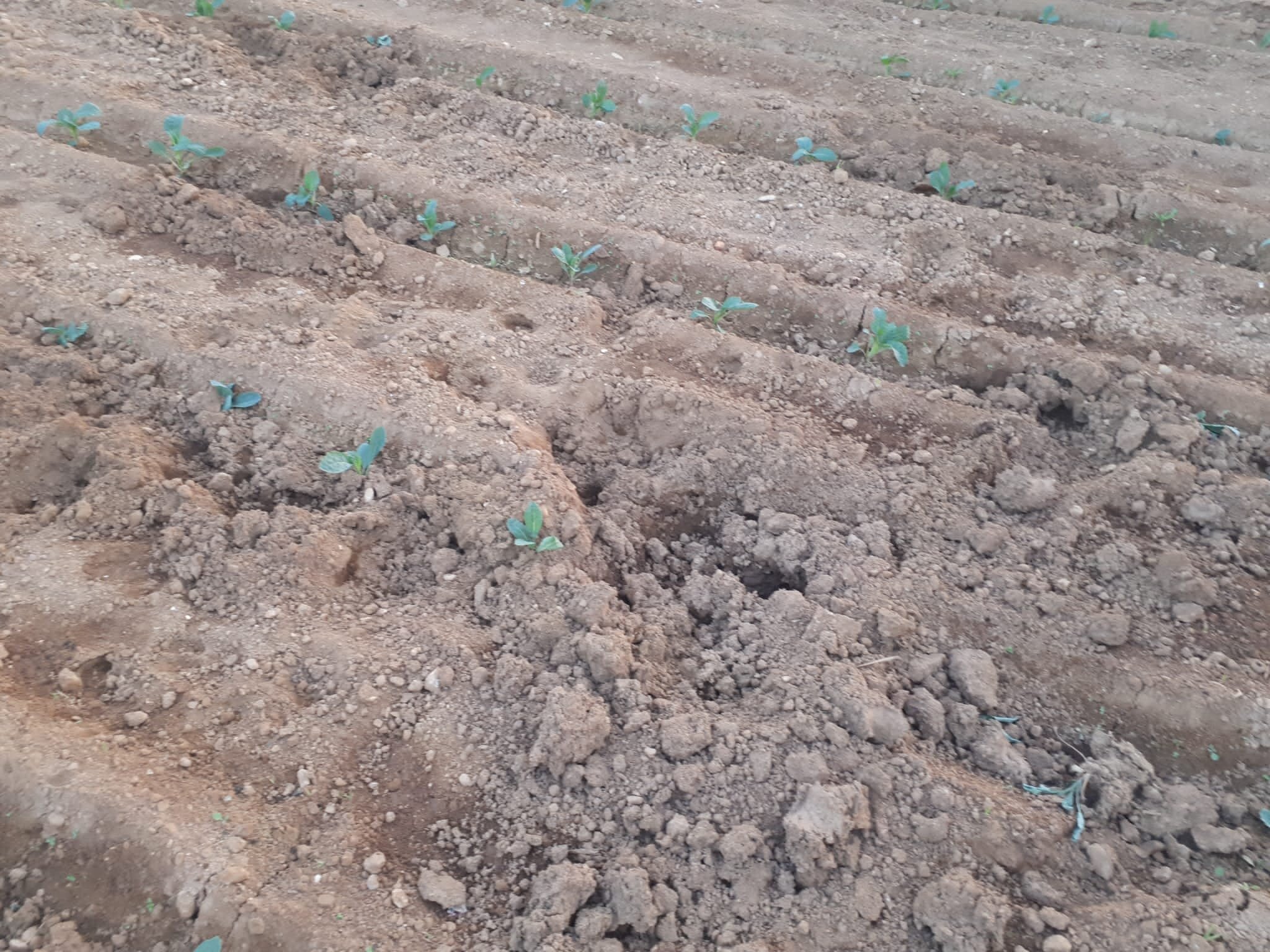 Caccia ai cinghiali, Cia Liguria: "Non basta, serve un piano straordinario"