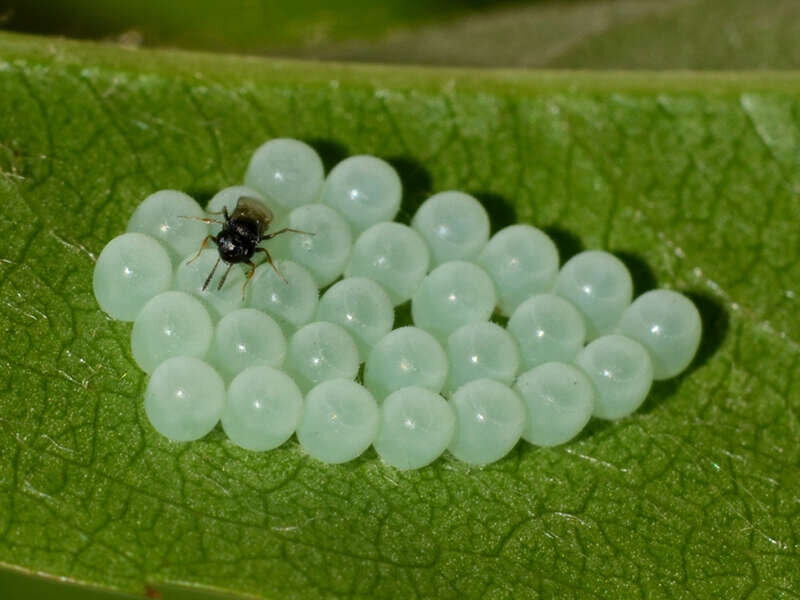 Vespa samurai contro la cimice asiatica, il progetto per tutelare le produzioni agricole