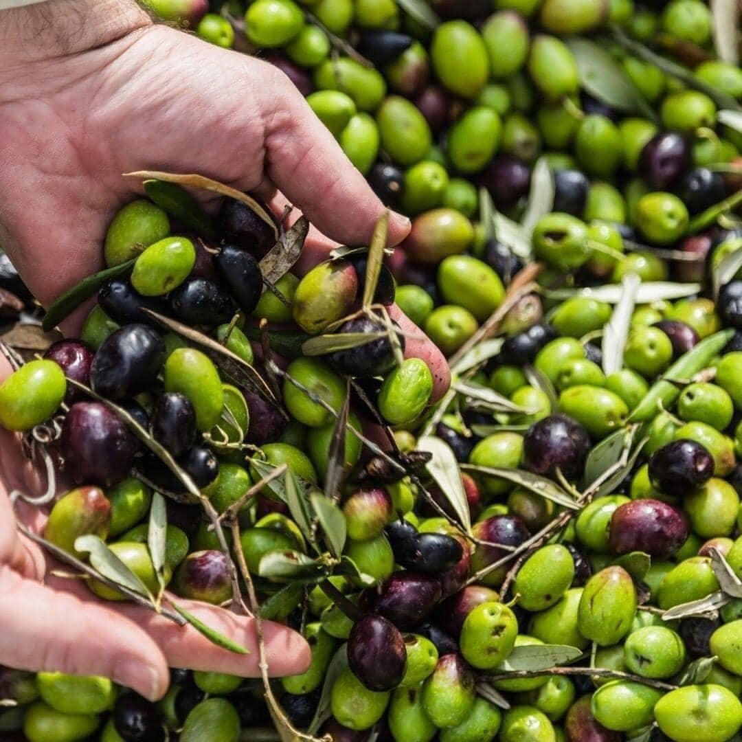 Olio extravergine, riconoscimenti per aziende associate Cia Savona