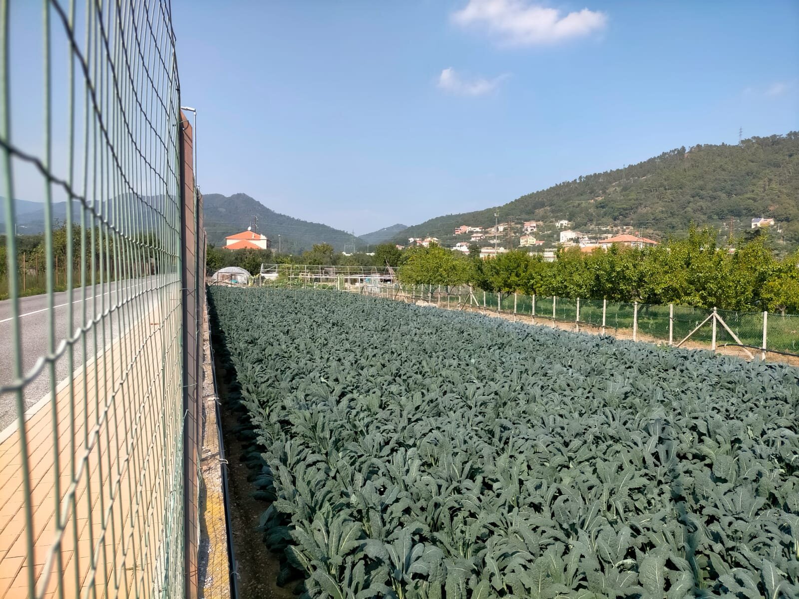 Allarme furti nelle aziende agricole, CIA Savona: &ldquo;Gravi danni per le imprese, serve pi&ugrave; sicurezza&rdquo;