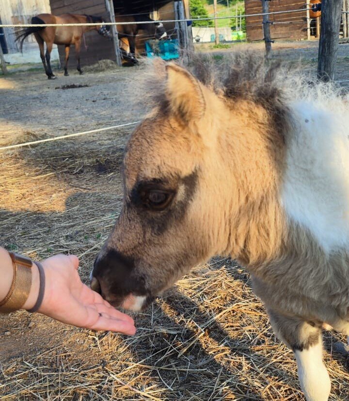 Sassello, tre giorni di festa per aiutare la Pediatria: all'agriturismo Romano musica, animali e solidariet&agrave;