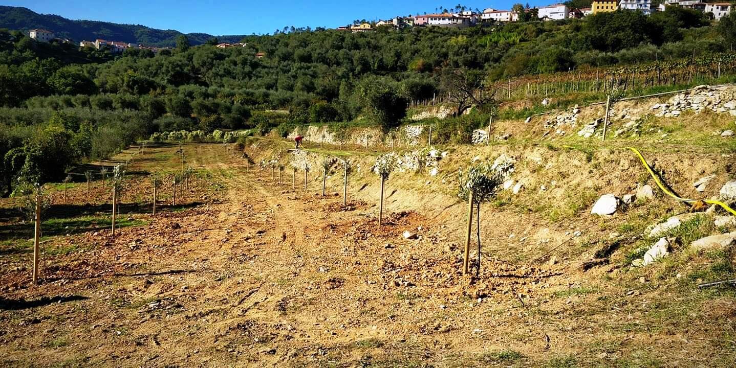 Psr, stand by sui bandi per giovani agricoltori: Ismea alternativa possibile